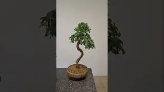 Midsummer repot??🌳#bonsai #tropical #ficus #diy #channel #careful #with #roots #no #major #prune
