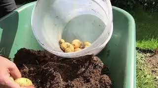 May: First potato reveal 2021 / Will I beat the result from last year?