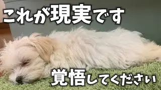 これを見てもわんこを飼いたいですか？