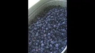 HOW to Make and CAN Blueberry JUICE / Pure and Natural Super Food #blueberry #canning