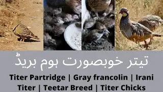 Titer Partridge | Gray francolin | Irani Titer | Teetar Breed | Titer Chicks