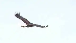 Eddie the Eagle Glider