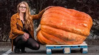 ARABELA - dynia która pojechała do Krapkowic