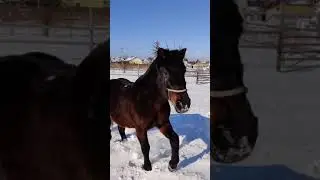 Первое занятие на кликер с лошадью