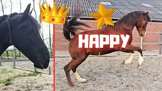Поздравляем с восходящей звездой⭐, прекрасная королева👑Униек. Жеребенка пока нет... Ждем... | Фри...