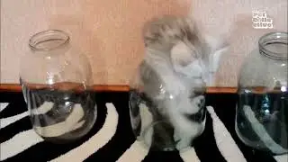 Cute Kitten & Dog Moments: Adorable Playtime & Sweet Naps! #shorts