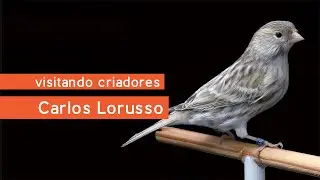Visitando Criadores - Carlos Lorusso e sua criação de Tarins e Canários de Cor Acetinados e Mosaicos