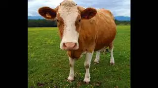 Cow Type Beat &ldquo;MOO!!&rdquo; (Prod. Californic)