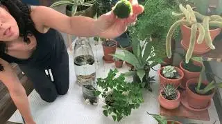 Marimo Moss Ball (part 2 of 2) -- Follow up to the carbonated water trick!