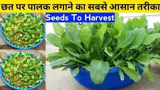 खेतों जैसी पालक घर की छत पर कैसे उगाएं | How To Grow Spinach In Spring Season