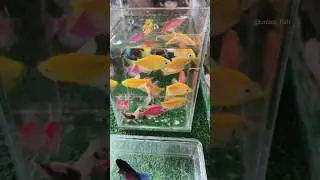 Unboxing ikan hias, Koi, Ikan koki, Cupang, Lobster hias, Ikan sapu, Lele, Glofish, Manfish #shorts