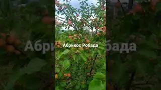 Абрикос Робада