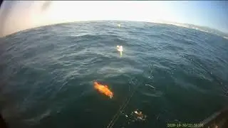 Northern California Commercial Lingcod and Rockfish fishing out of Zodiac Hurricane 533