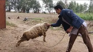 Sheep Attacking Man