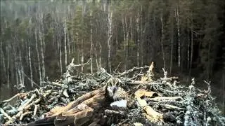 04Mai 19:23 Mai will attacked by rave or crow