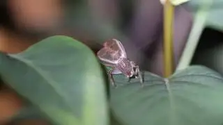 Jumping Bush Cricket singing