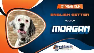Morgan | 1yo English Setter | The Best Dog Trainer in Virginia