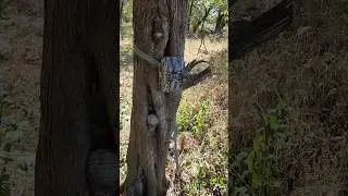 Setting up game camera #countryliving #homesteading #hunting