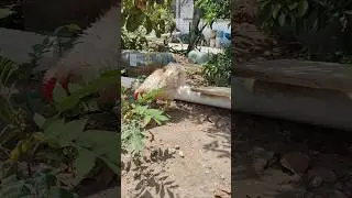 Pr&oacute;ximo Gallo Grifo