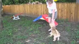Canandaigua KOA Campground Dog Park
