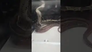 Exotic Boa Constrictors & Pythons 😁 Ex&oacute;ticas Boa y Pitones