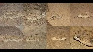 Generating Horned Viper, Cerastes, Sand Viper, Horned Asp, Cerastes Cornutus with Deep Learning