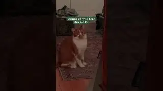 Waking up with Bean - Day 2,053