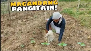 UPDATE SA AMING SECOND BATCH NA AMPALAYA ANG BILIS NG PAGLAKI