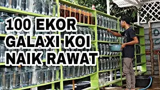 100 EKOR GALAXI KOI DARI EMBER, LANJUT NAIK RAWAT SOLITER.....
