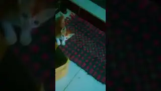 cat lover#shortsviral #nostalgia #cat #soccer #wakawaka #fifaworldcup l #love #highlights