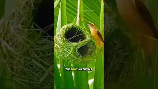 Unique Ways of Birds in Building Nests #youtubeshorts #viralvideos #unique #bird #cute #building