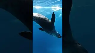 Dangerous Leopard Seal in the Arctic sea #leopardseal #seals #sealife #dangerous #cuteanimals