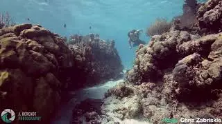 Mermaid Hyli Swims Through by a Reef With Surprise Guest!