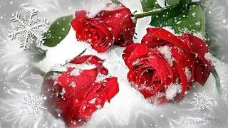 Rote Rosen Im Schnee...Einfach so...