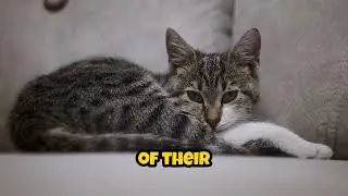 Why Cats Ignore You (It's Not What You Think!) 🐱