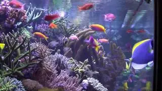 Mr David Saxby's Marine Tank HD