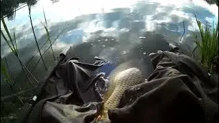 Stettni tavi peca 👉 Visszaenged&eacute;s  #carpfishing #carp #fishingvideo #fishing