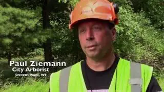 Dutch Elm Disease
