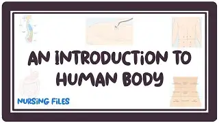 An Introduction to The Human Body | Nursing Anatomy and Physiology | Nursing Files