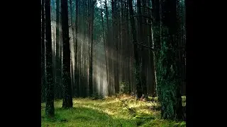 Rain Sounds For Relaxation - Perfect Stress Relief, Deep Sleep, Yoga, Meditation, Relaxing Sounds