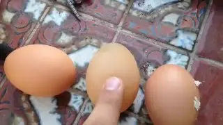 My chicken laid a rubber egg!