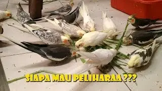 SERUNYA PELIHARA BURUNG PARKIT AUSTRALIA/FALK/COCKATIEL