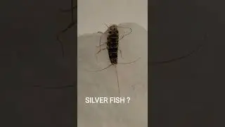 Silver Fish?#bug #insects#youtubeshorts #shorts