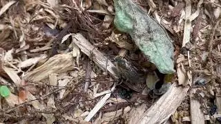 Lots of Digger Bees in the Mulch Bed