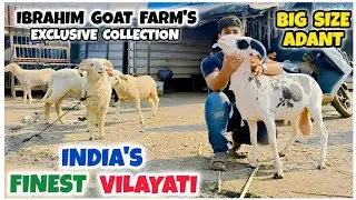 Legend Vilayati Collection Of Nooh Farid Kalyan | Reasonable Price Vilayati Mende | 