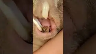 WHAT Is That Stuck In Teeth? Poor Guinea Pig. Watch Me Fix It.  #guineapigrescue  #guineapigguru
