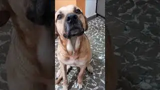 Randy, a beauty dog in El Salvador
