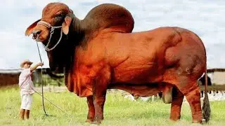 Meet the Biggest Bulls in the World