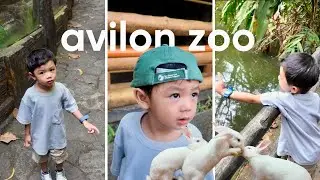 Theo's 1st Adventure at Avilon Zoo | Family Day Out!