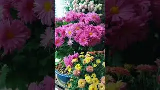 Unique Flower Garden Trending 🌺🌴#flower #plants #gardeningideas #gardendesign